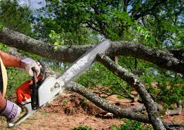 How Our Tree Care Process Works  in  Rutgers University Livingston Campus, NJ