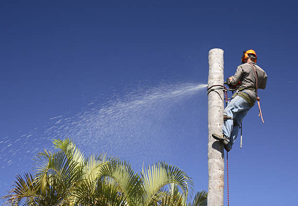 Best Tree Risk Assessment  in Rutgers University Livingston Campus, NJ